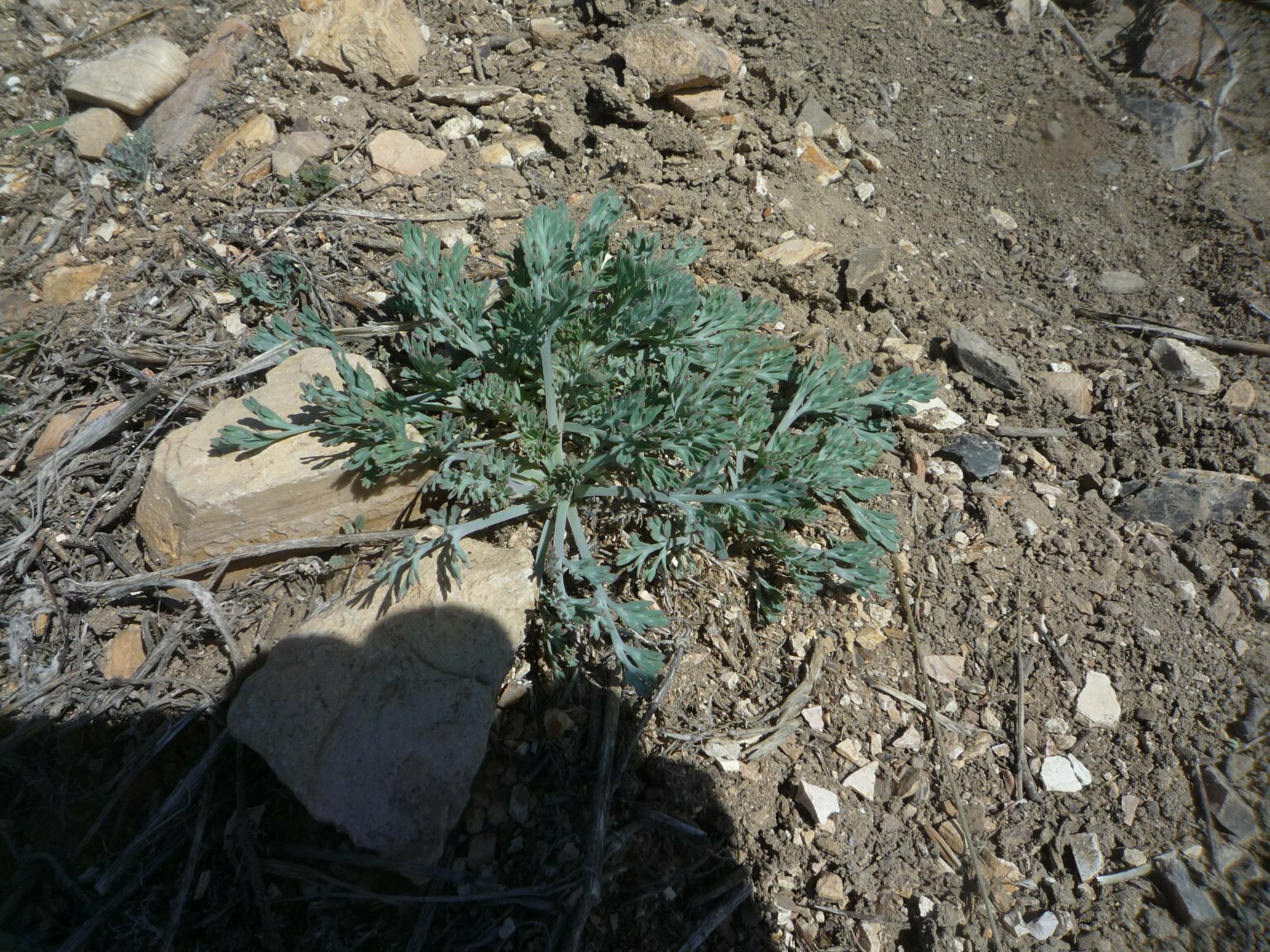 High Resolution Eschscholzia californica Shoot